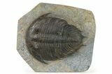 Ordovician Trilobite (Dikelokephalina) - Fezouata Shale #289063-1